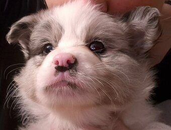 Border collie ZKwP - 3