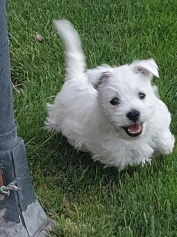 West Highland White Terrier - 3