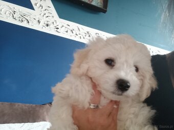 Bichon frise maluszki (dziewczynka) - 3