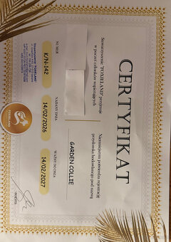 Owczarek szkocki collie - szczeniak - 3