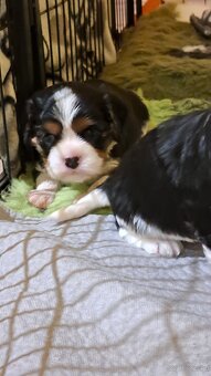 Cavalier King Charles Spaniel fci - 3