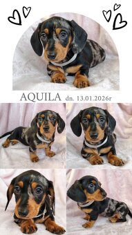 SUCZKA Jamnik krótkowłosy Merle podpalana Aquila Kraków - 3