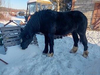Sprzedam klacze i ogiera zimnokrwiste - 3