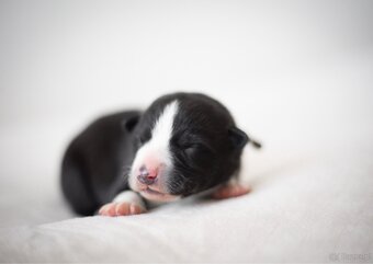 Szczenięta Karelski pies na niedźwiedzie z rodowodem FCI - 3