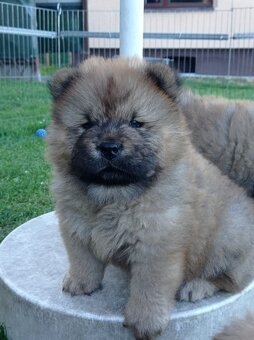 Chow Chow piesek z rodowodem ZKwP/FCI - 3