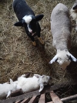 Baranki do Twojego ogródka - 3