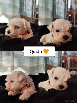 Schnauzer miniatúrne white - 3