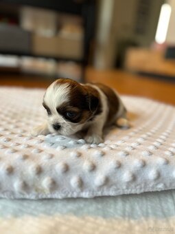 Shih tzu - 3