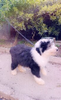Owczarek Staroangielski Bobtail - 3