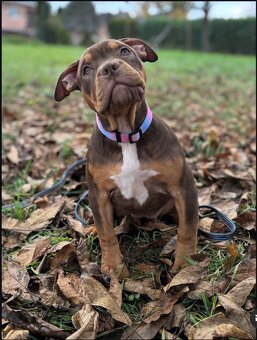 American Bully XL - 3