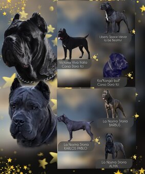 Cane Corso Ksin Fargo Fci - 3