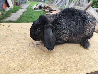 Samiczka i samce 4 sztuki w cenie - 3