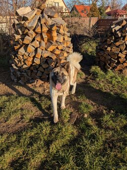 Akita Amerykańska FCI - 3