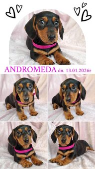 SUCZKA Jamnik krótkowłosy Czarna podpalana Andromeda Kraków - 3