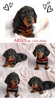 SAMIEC Jamnik krótkowłosy Czarny podpalany Aries Kraków - 3