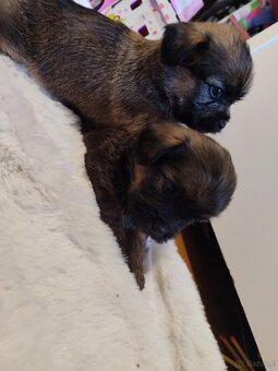 Śliczne suczki i pieski - 3