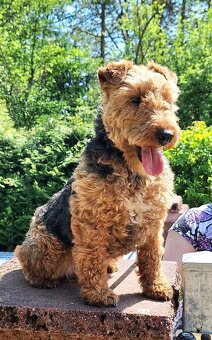 Suka welsh Terrier ZKWP FCI terier - 3