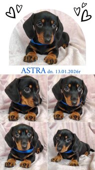 SUCZKA Jamnik krótkowłosy Czarna podpalana Astra Kraków - 3