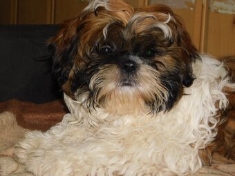 Piękny piesek Niko shih tzu - 3