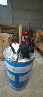 Sprzedam króliki 3 miesięczne - 3