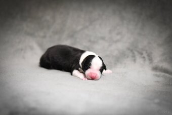 Border collie - 3