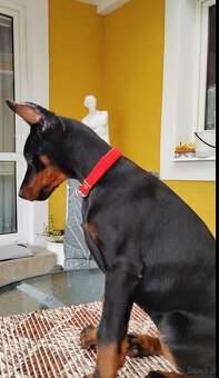 Doberman s PP - 3