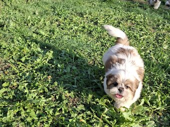 Szczeniaki shih-tzu - 3