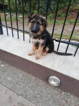 Szczeniak owczarka niemieckiego - 3