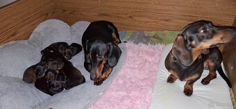 Jamnik miniaturka krótkowłosy - 3