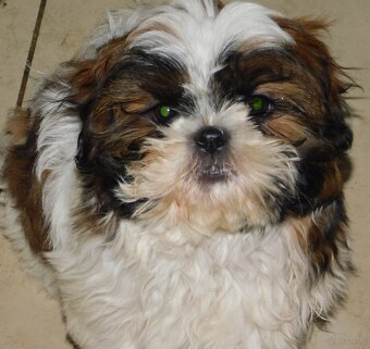 Piękna sunia shih tzu Diana - 3
