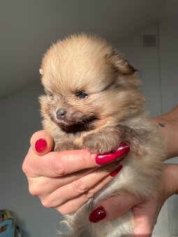 Pomeranian/ Szpic miniaturowy - 3
