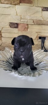 Buldog francuski - 3