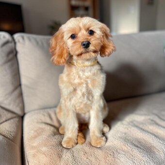 Cavapoo sunia - 3
