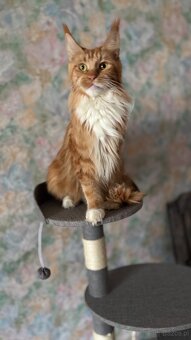 Kocięta Maine Coon FPL - 3