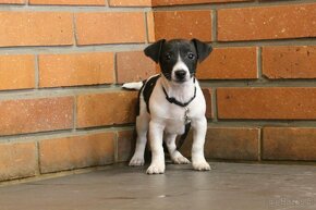 Jack Russel terrier - 3