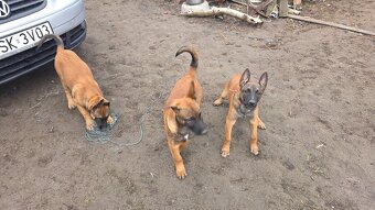 Owczarek belgijski - 3