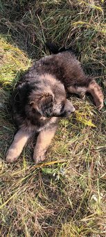 Owczarki niemieckie długowłose - 3