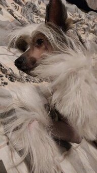 Chiński Grzywacz ZKwP/FCI Reproduktor - 3