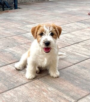 Jack Russell Terrier FCI ZKWP - 3