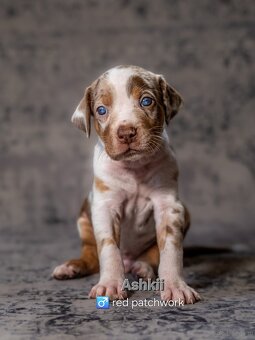 Louisiana Catahoula Leopard Dog - 3