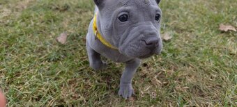 Thai Ridgeback Dog- Dog Thajski - 3