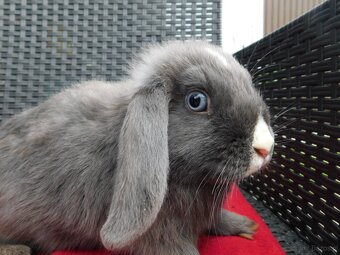 Samiczka niebieska baranka mini lop - 3