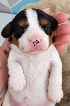 Cavalier King Charles spaniel piesek - 3