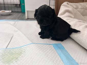 Szczeniaki shih-tzu - 3