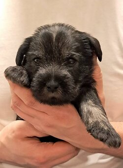 samiec-sznaucer średni pieprz i sół - 3