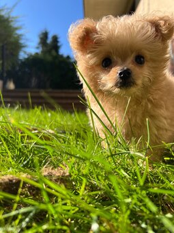 Piesek Pomapoo Maltipoo Miniaturka puchaty miś pies z rodowo - 3