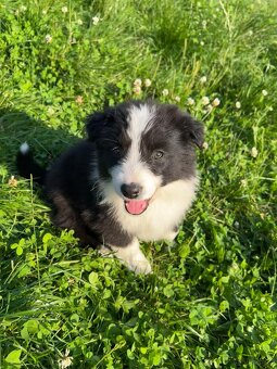 Szczeniaki border collie - 3
