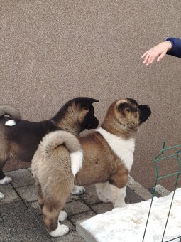 Akita amerykańska pies - 3