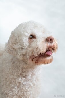 Lagotto romagnolo -szczenięta ur. 19.03.2025 r. - 3