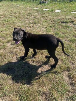 Pieski Pitbull - 3
